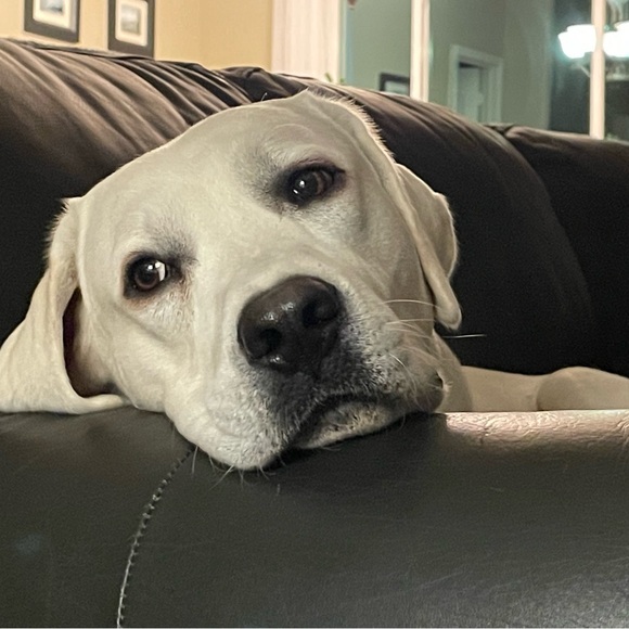 Meet your Posher, Megan - Picture 3 of 4